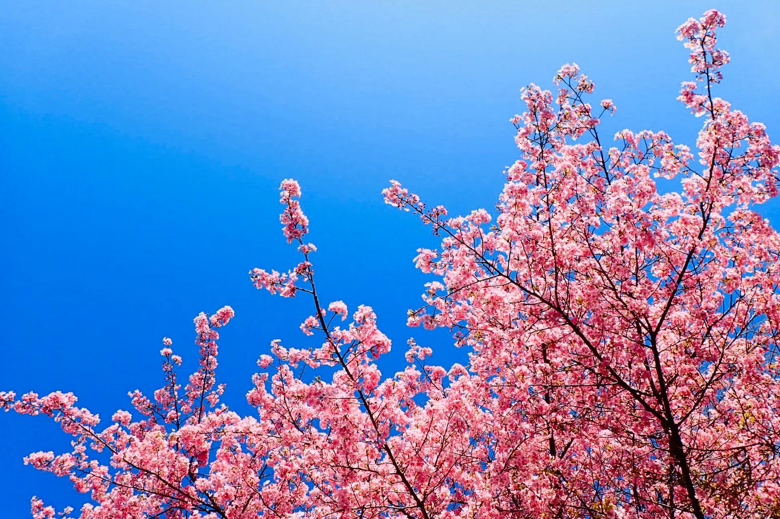 3桜と青空